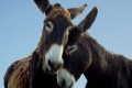 agenda.Toulouse-annuaire - Les motions Animales