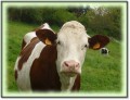agenda.Toulouse-annuaire - Individualits Animales