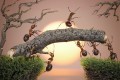 agenda.Toulouse-annuaire - Longtemps Avant Les Hommes, Les Fourmis Inventaient L'agriculture Et ... La Mdecine