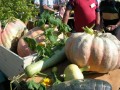agenda.Toulouse-annuaire - Vide-jardin  Tournefeuille
