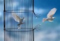 agenda.Toulouse-annuaire - La Condition Humaine, Du Dterminisme Vers La Libert