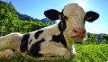 agenda.Toulouse-annuaire - La Condition Animale