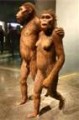 agenda.Toulouse-annuaire - Bipdie Et Origines De L'humanit