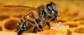 agenda.Toulouse-annuaire - L'intelligence Des Abeilles
