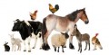 agenda.Toulouse-annuaire - La Condition Animale, Repenser Notre Relation Au Vivant