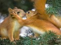 agenda.Toulouse-annuaire - Les Animaux Communiquent Aussi