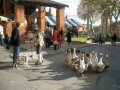 agenda.Toulouse-annuaire - 12me Marche Au Gras