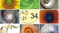agenda.Toulouse-annuaire - La Vie Et L'uvre Mathmatique De Fibonacci