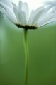 agenda.Toulouse-annuaire - Photographie Laurent Bessol : Le Nez Dans L'herbe