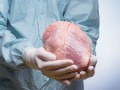 agenda.Toulouse-annuaire - Greffes, Le Succs De La Solidarit