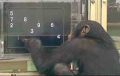 agenda.Toulouse-annuaire - La Mmoire Animale