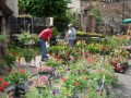agenda.Toulouse-annuaire - 21e Foire Aux Fleurs Et Aux Plants
