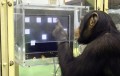 agenda.Toulouse-annuaire - L'intelligence Animale